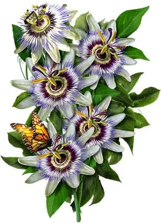 Royal Blue Passion Flower Seeds Passiflora Caerulea Seed Needs Llc