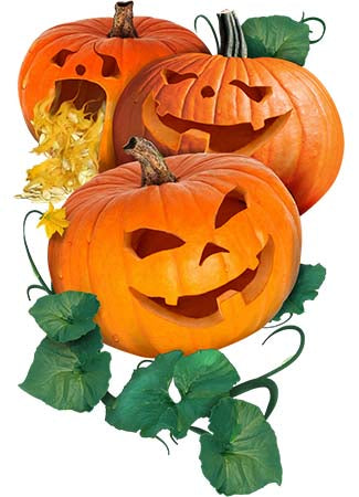 Jack O Lantern Pumpkin Seeds For Planting Cucurbita Pepo Seed Needs Llc