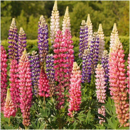 Lupine Russell Mixture (Lupinus polyphyllus) – Seed Needs LLC