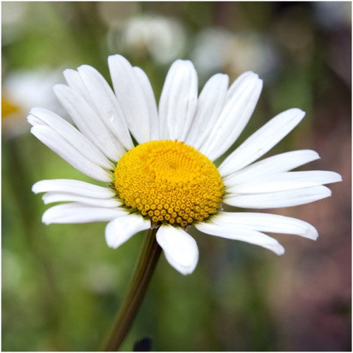 Shasta Daisy Seeds (Chrysanthemum maximum) – Seed Needs LLC