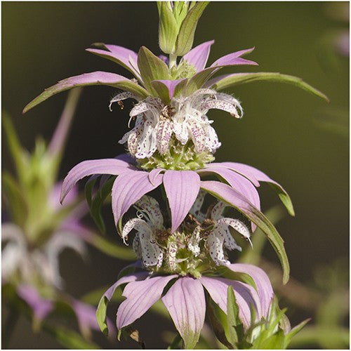 Spotted Bee Balm Seeds, Horsemint (Monarda punctata) – Seed Needs