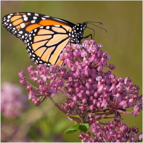 Pink Swamp Milkweed Seeds (Asclepias incarnata)