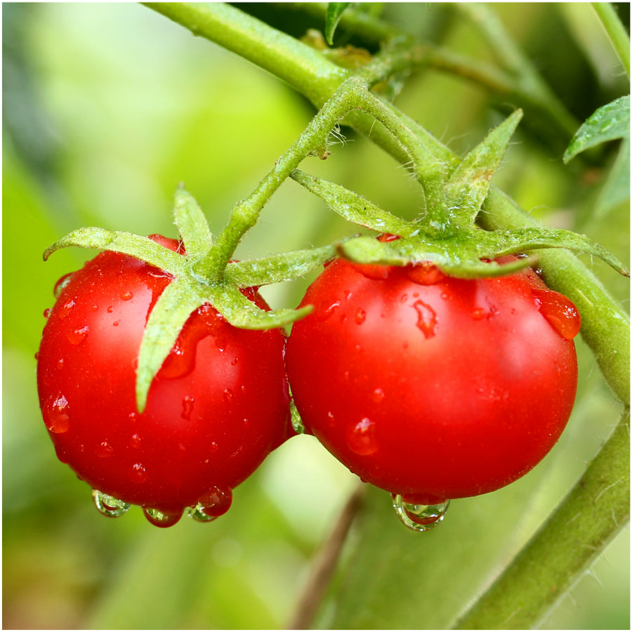 tiny tim tomato seeds