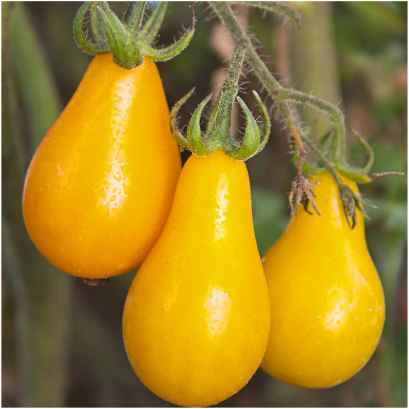 Yellow Pear Tomato Seeds Solanum Lycopersicum Seed Needs Llc