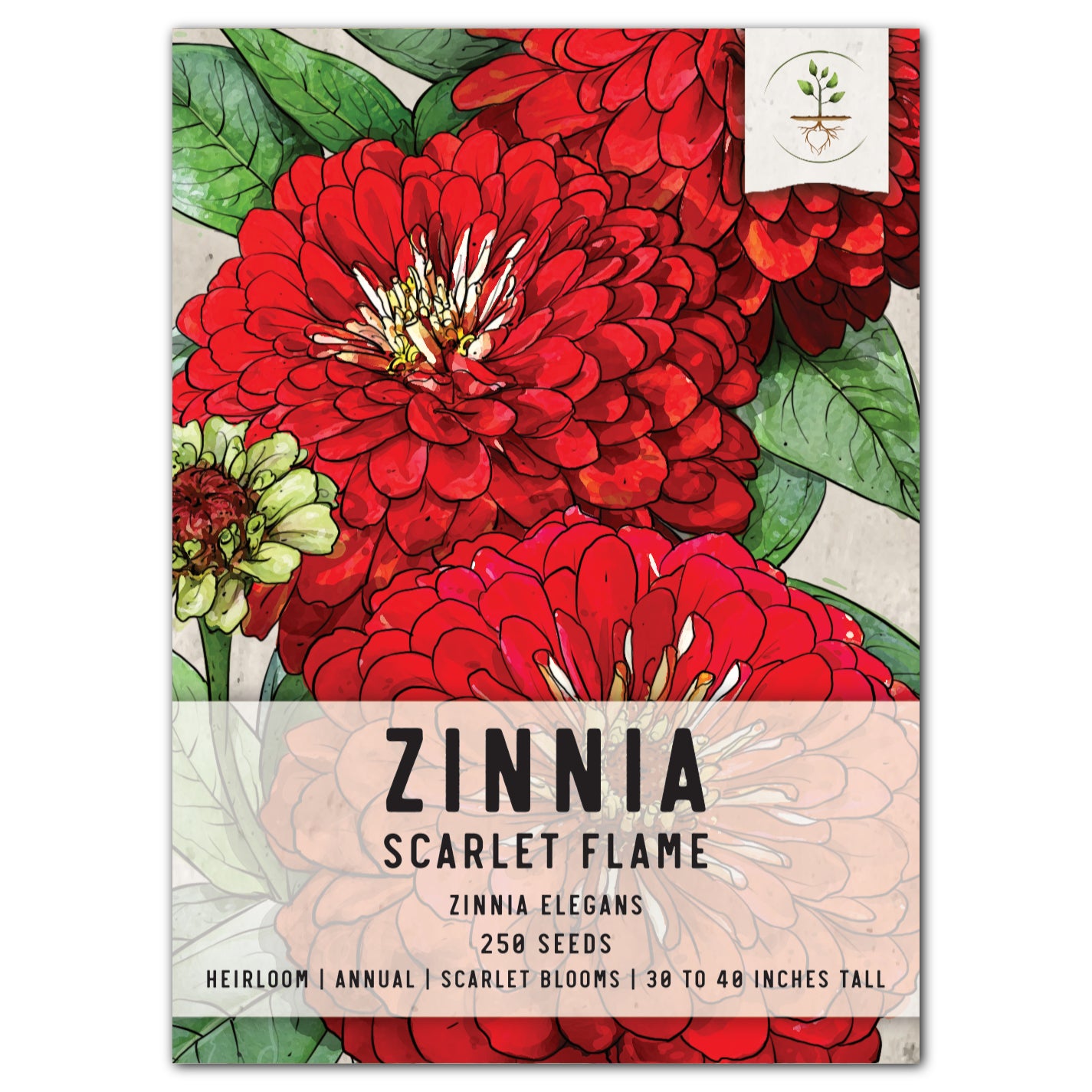 Scarlet Flame Zinnia Seeds For Planting