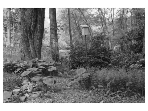 mushroom shade garden granby massachusetts