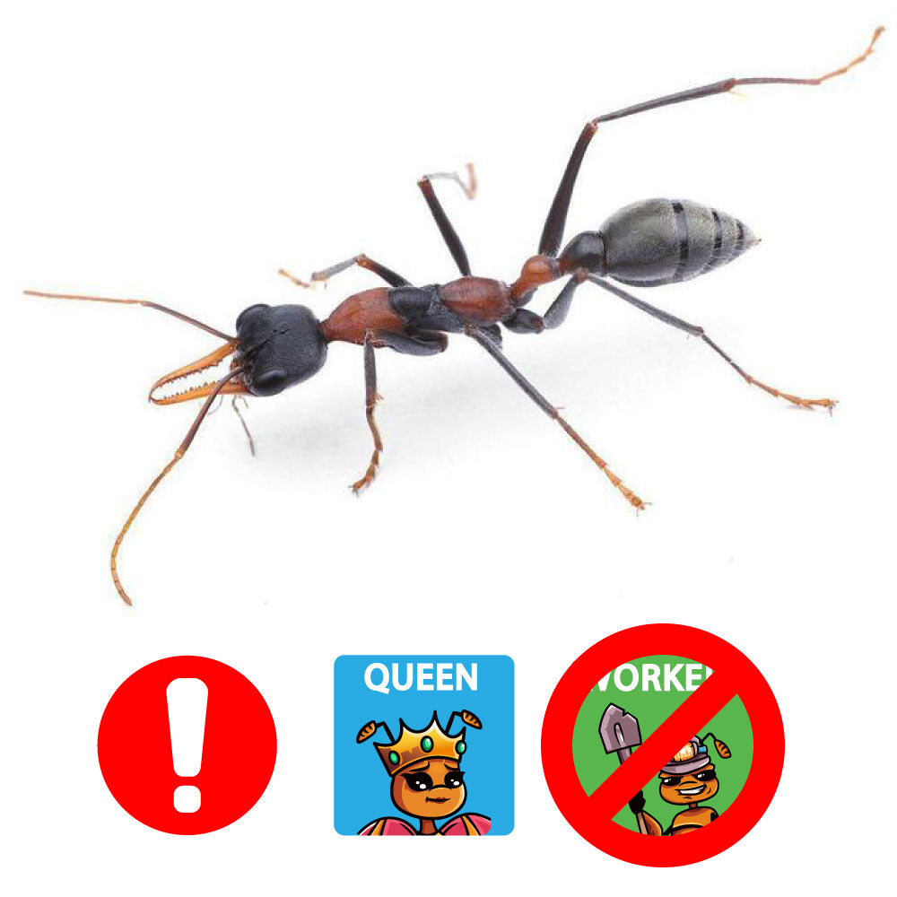Queen ant