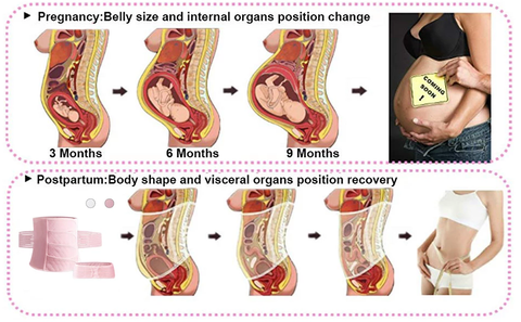 Pregnancy Stomach Chart