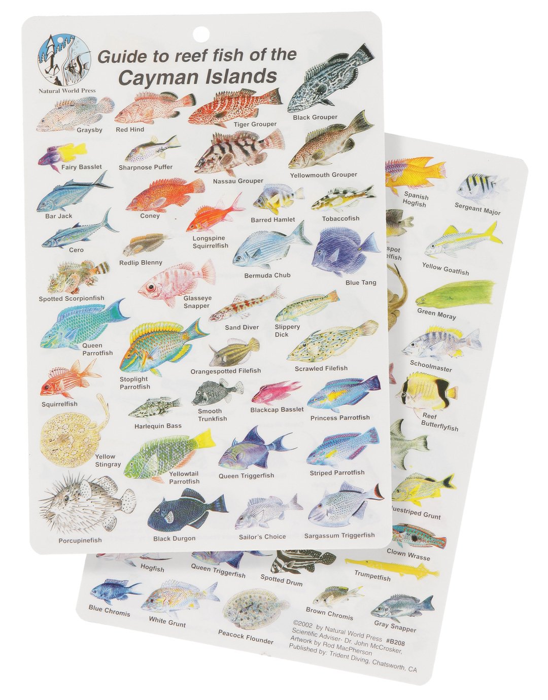 Hinchcliffe Fish ID Slates | Simply Scuba UK