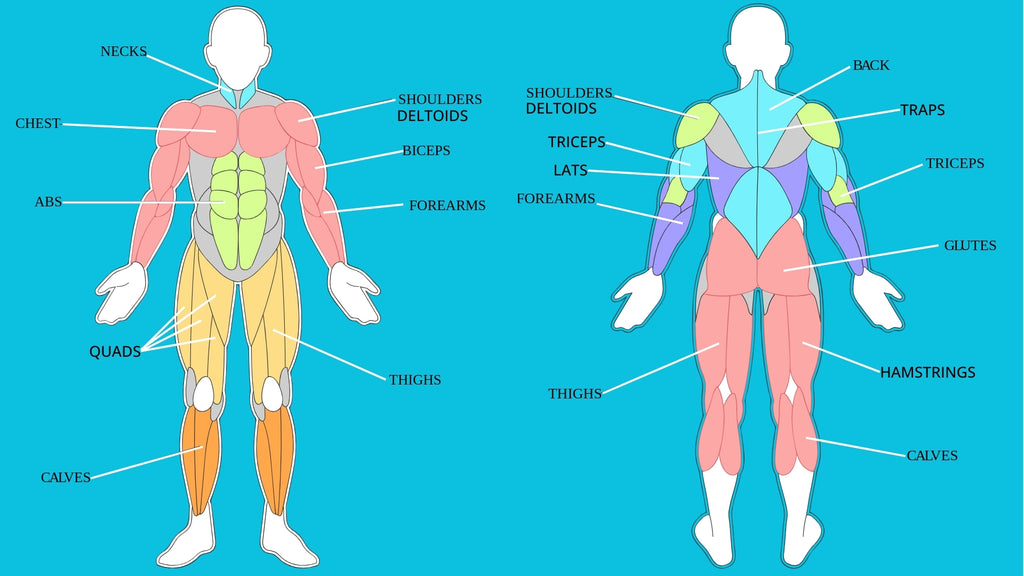 simply swim butterfly stroke