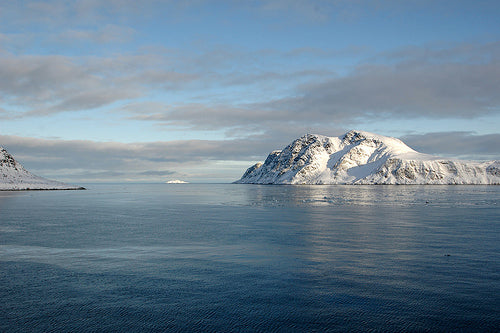 Spitsbergen swimming