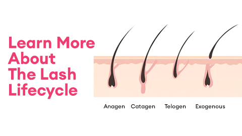 Learn More About The Lash Lifecycle  - Anagen, Catogen, Telogen e Exogenous