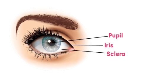 Pupil. Iris. Sclera