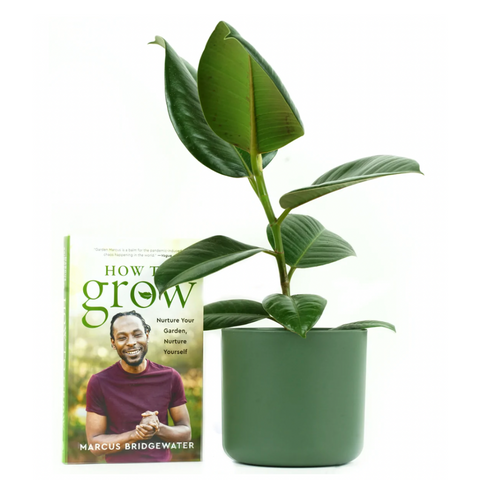 A rubber plant (all the looks without the maintenance), a 100% recycled plastic pot and the book ‘How to grow’ by Garden Bridgewater