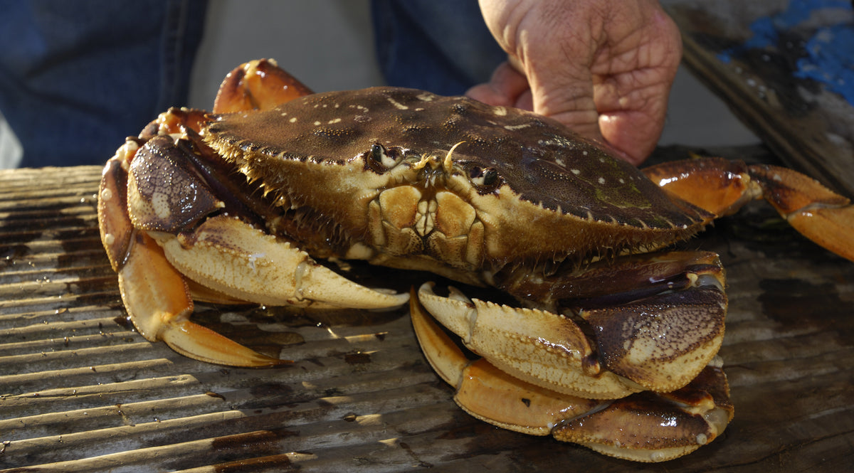 where to buy live dungeness crab