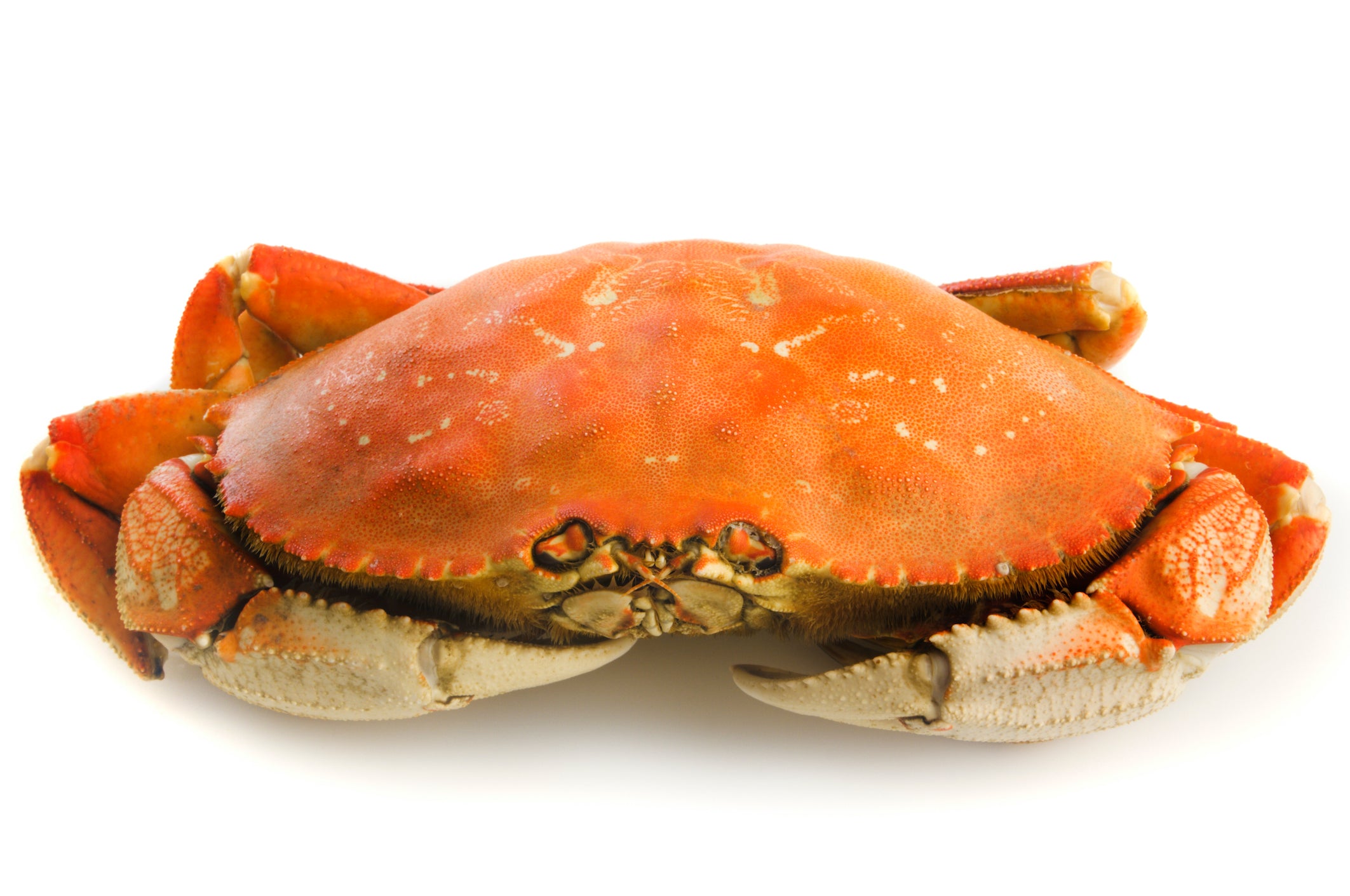 Whole Cooked Dungeness Crab - Pacific Dream Seafoods