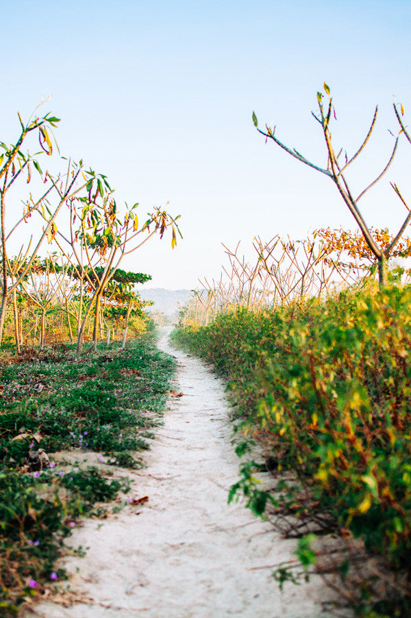 Beach path in Nosara, Costa Rica. Photographed by Kristen M. Brown, Samba to the Sea for The Sunset Shop.