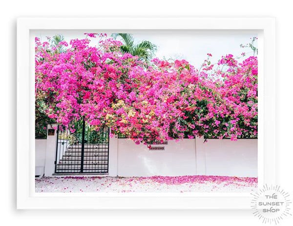 Bougainvillea flower wall art. Vibrant Bougainvillea blooming over a white wall and black iron gate. You can’t help but smell the ocean air and feel the warmth of the sun on your skin with one glance at this gorgeous blooming Bougainvillea in vibrants shades of pink, magenta, and yellow. Welcome back to your tropical paradise. "Bloom Baby Bloom" blooming Bougainvillea print by Samba to the Sea.