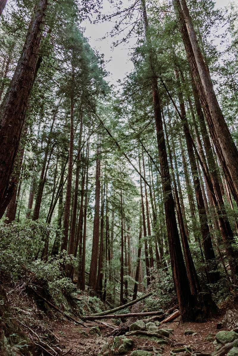 Hiking through the Redwoods in Huddart Park California. Photographed by Kristen M. Brown, Samba to the Sea for The Sunset Shop.