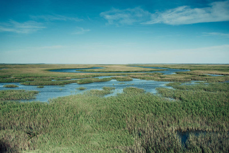 Romerly Marsh in Savannah Georgia. Photographed by Kristen M. Brown, Samba to the Sea. 