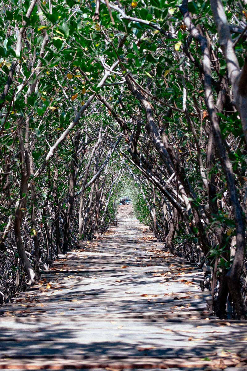 Hidden mangrove pathway to the beach in Playa Avellanas Costa Rica. Photographed by Kristen M. Brown, Samba to the Sea for The Sunset Shop.