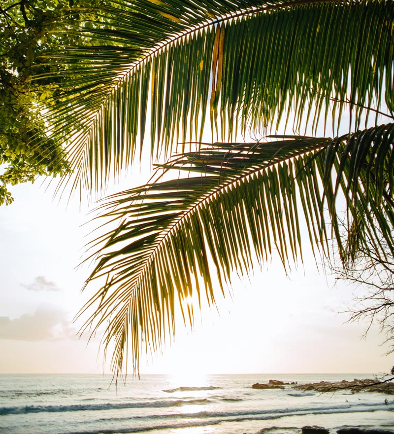 Palm trees in Nosara Costa Rica. Photographed by Kristen M. Brown, Samba to the Sea for The Sunset Shop.