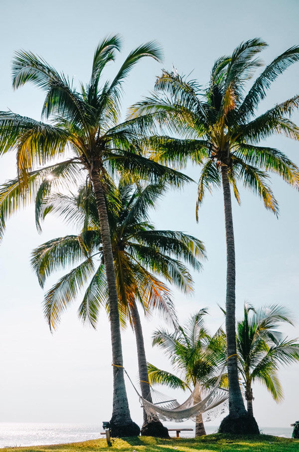 Palm tree oasis at the beach in Costa Rica. Photographed by Kristen M. Brown, Samba to the Sea at The Sunset Shop.