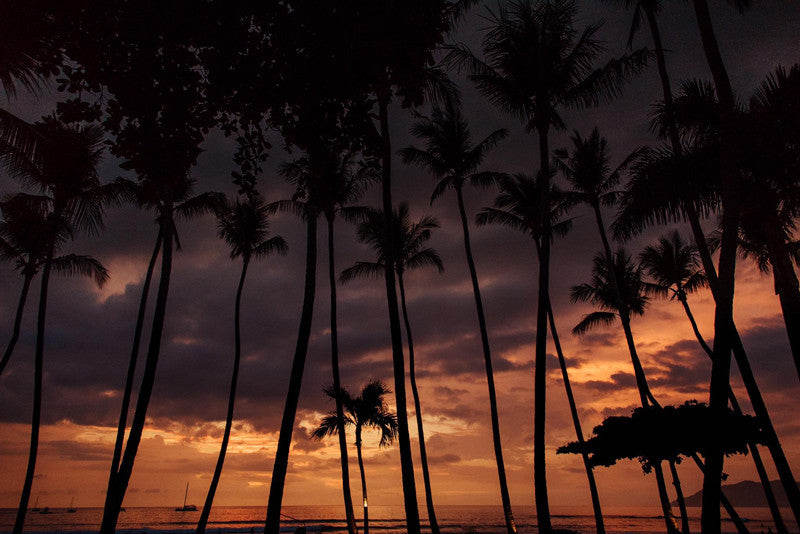 Palm tree grove sunset sky in Costa Rica. Photographed by Kristen M. Brown, Samba to the Sea for The Sunset Shop.