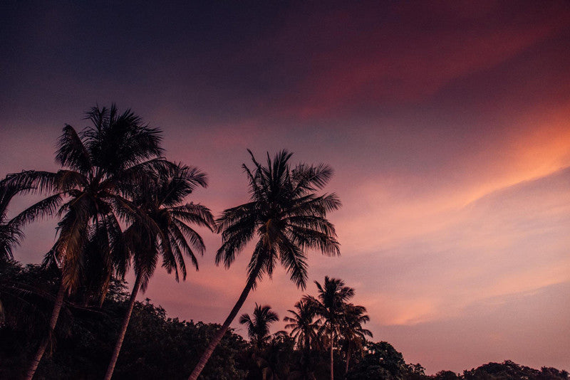 Palm trees against a magenta sunset sky in Tamarindo Costa Rica. Photographed by Kristen M. Brown, Samba to the Sea for The Sunset Shop.