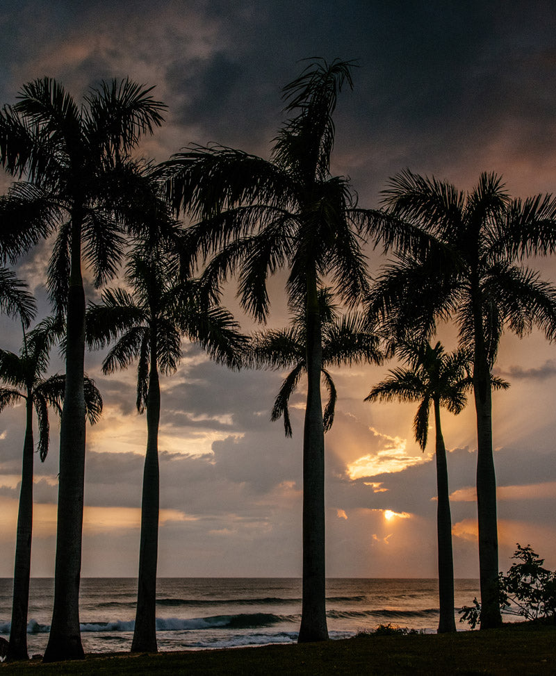 Palm trees against a gorgeous sunset sky in Costa Rica. Photographed by Kristen M. Brown, Samba to the Sea for The Sunset Shop.