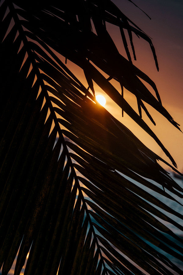 Sunset through a palm tree in Tamarindo, Costa Rica. Photographed by Kristen M. Brown, Samba to the Sea at The Sunset Shop.
