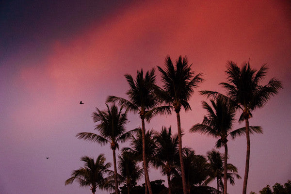 Palm trees against a magenta pink sunset sky in Costa Rica. Photographed by Kristen M. Brown, Samba to the Sea at The Sunset Shop.