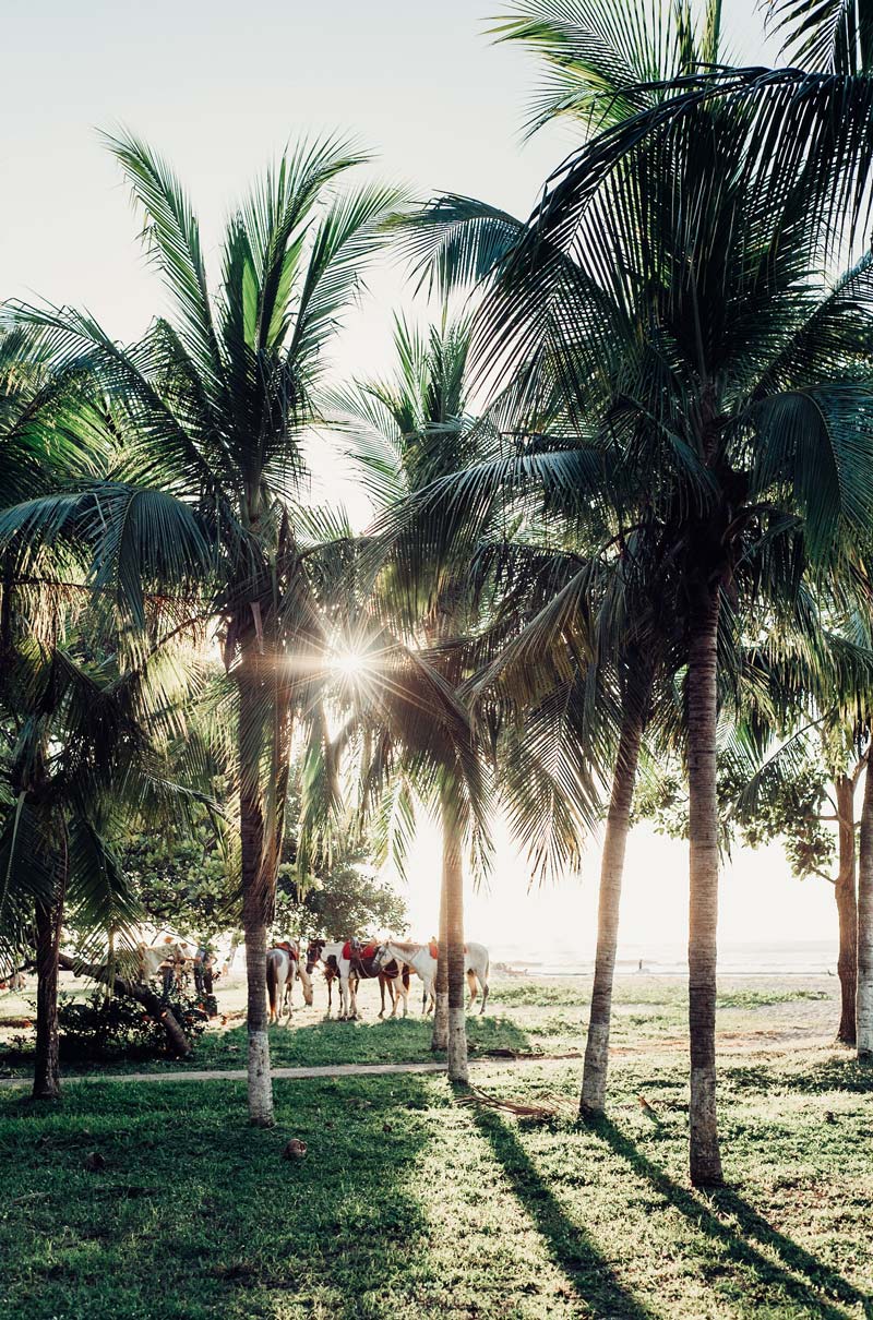 Palm trees and horses in Costa Rica. Fine art beach photographing print Photographed by Kristen M. Brown, Samba to the Sea for The Sunset Shop.