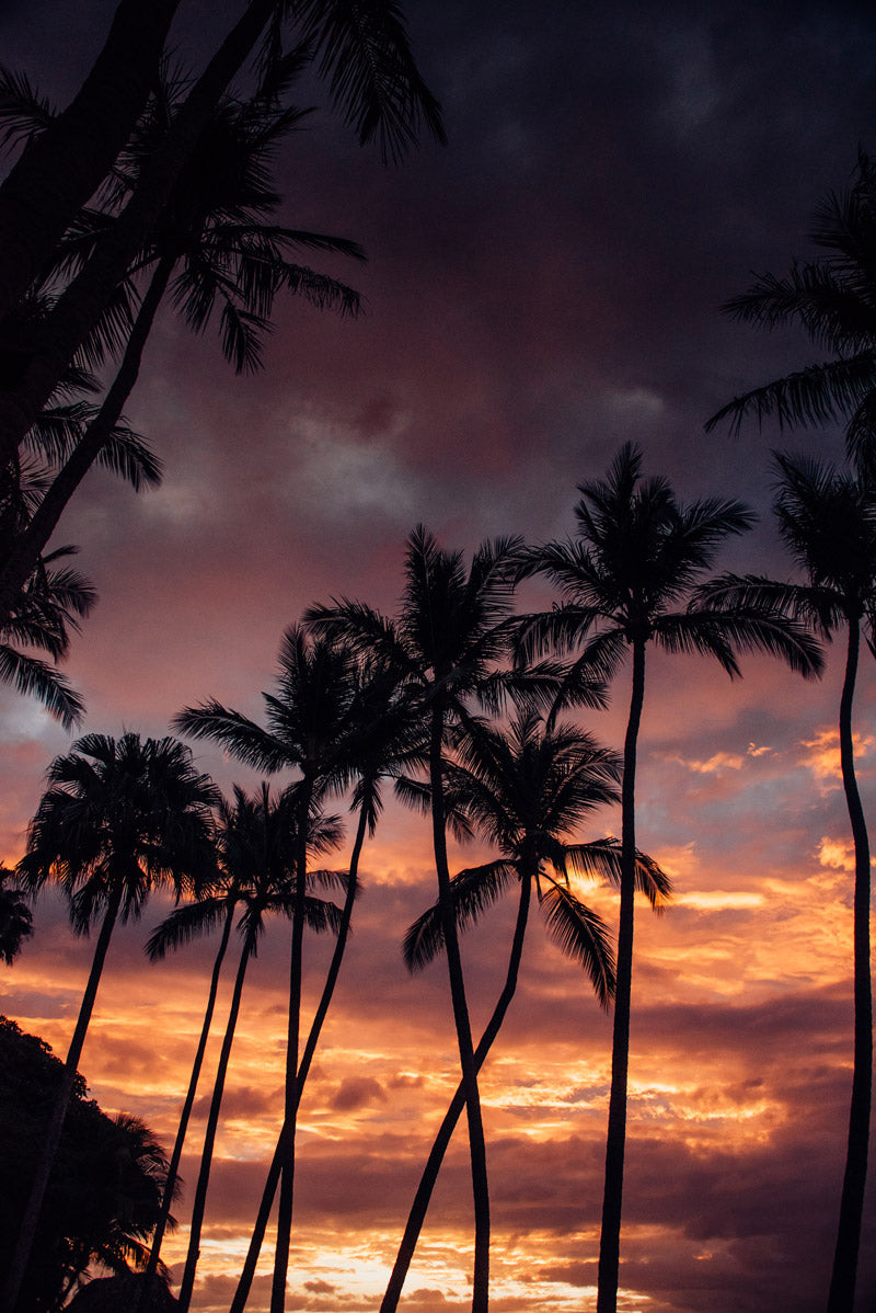 Palm tree sunset in Costa Rica. Photographed by Kristen M. Brown, Samba to the Sea for The Sunset Shop.