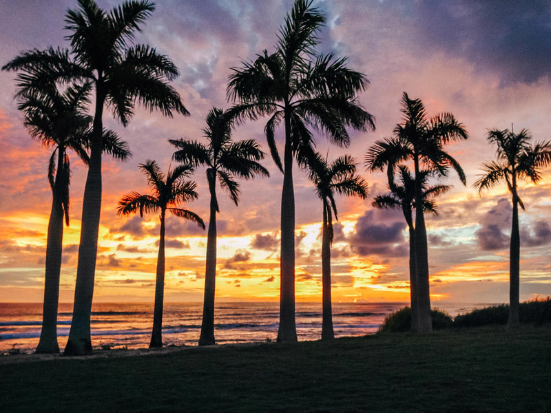 Palm tree grove silhouette during a gorgeous sunset in Costa Rica. Photographed by Kristen M. Brown, Samba to the Sea for The Sunset Shop.