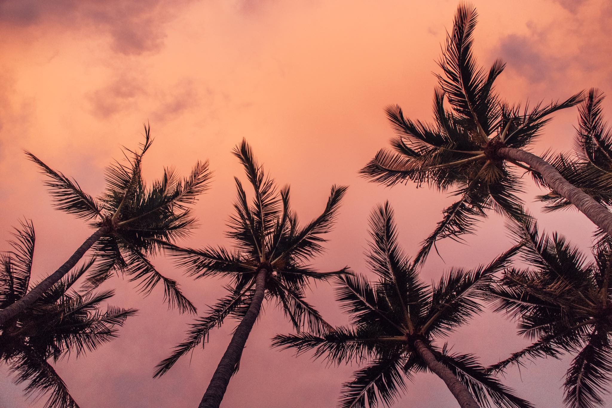 Palm trees against a cotton candy pink sunset sky in Costa Rica. Photographed by Kristen M. Brown Samba to the Sea.