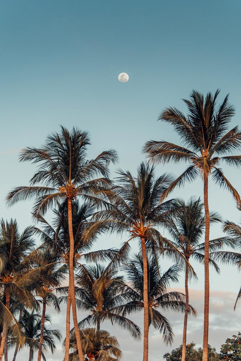 Full moon rising over palm trees at the beach in Tamarindo Costa Rica. Photographed by Kristen M. Brown, Samba to the Sea for The Sunset Shop.