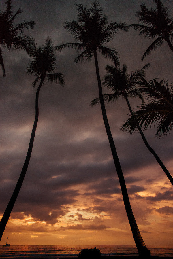 Palm trees at sunset at the Diria in Tamarindo, Costa Rica. Photographed by Kristen M. Brown, Samba to the Sea at The Sunset Shop.