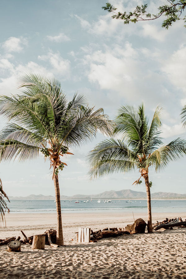 Beach palm trees in Costa Rica. Beach print at The Sunset Shop by Samba to the Sea.