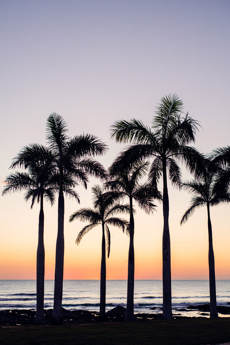 Palm trees overlooking the ocean in Costa Rica at sunset. Photographed by Kristen M. Brown, Samba to the Sea for The Sunset Shop.