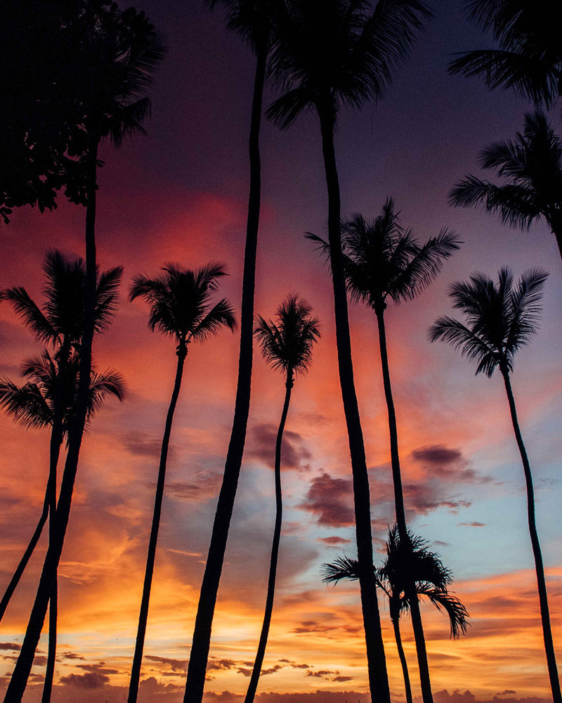 Palm tree sunset in Tamarindo Costa Rica. Photographed by Kristen M. Brown, Samba to the Sea for The Sunset Shop.