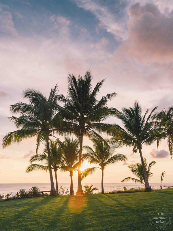 Palm tree sunset sky at Diosa del Mar in Playa Junquillal in Costa Rica. Photographed by Samba to the Sea for The Sunset Shop.