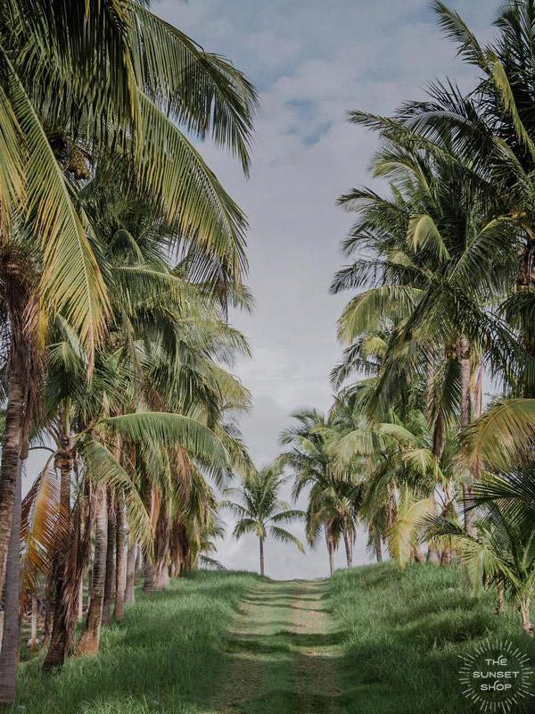 Palm trees in Costa Rica. Costa Rica photography print by Kristen M. Brown of Samba to the Sea.