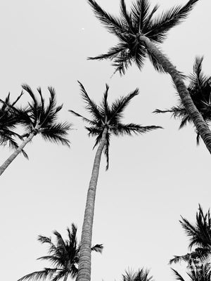 Palm Trees + 80 Degrees || Black and White Palm Trees Print - The ...