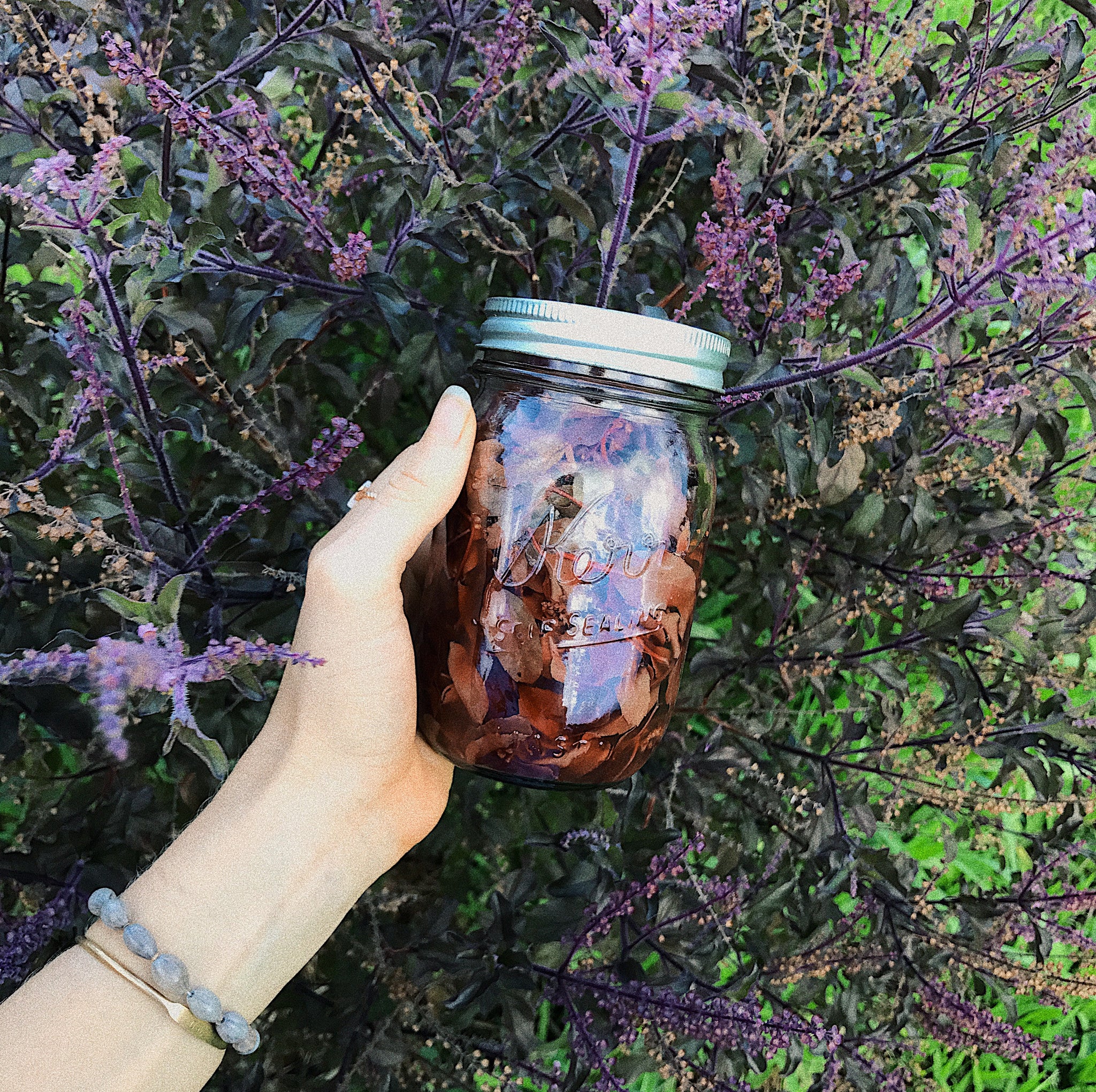 TULSI HOLY BASIL TINCTURE RECIPE // STEELE HENRY MUSINGS