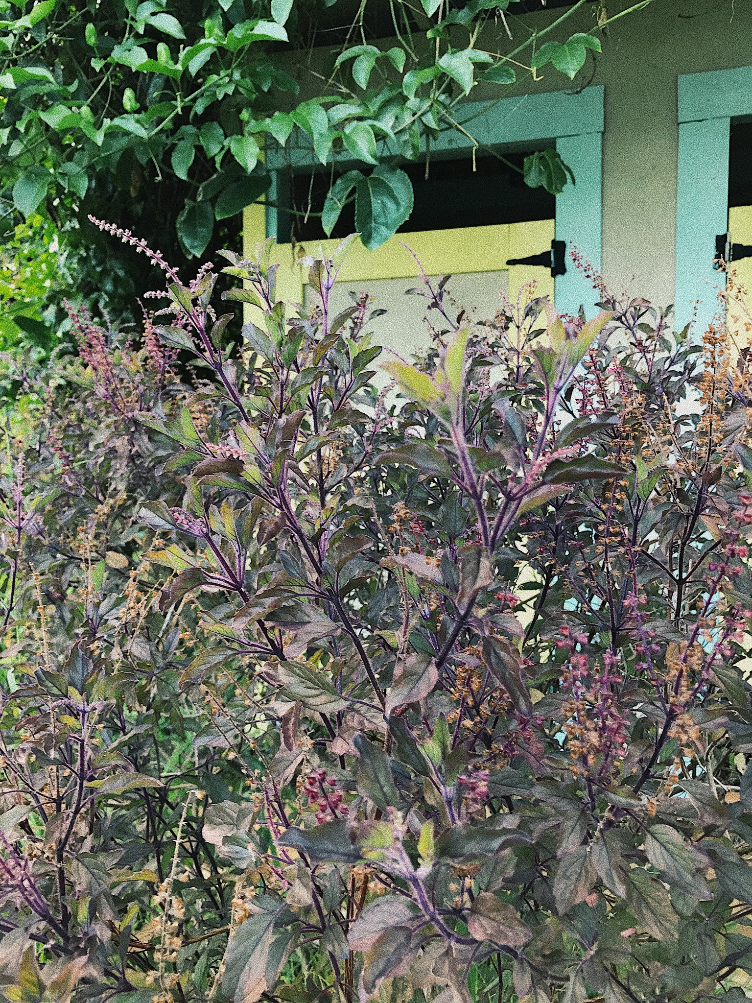 TUSLI HOLY BASIL TINCTURE RECIPE // STEELE HENRY MUSINGS