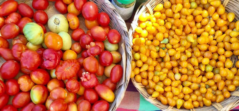 organic tomatoes at the San Jose del Cabo Organic Market