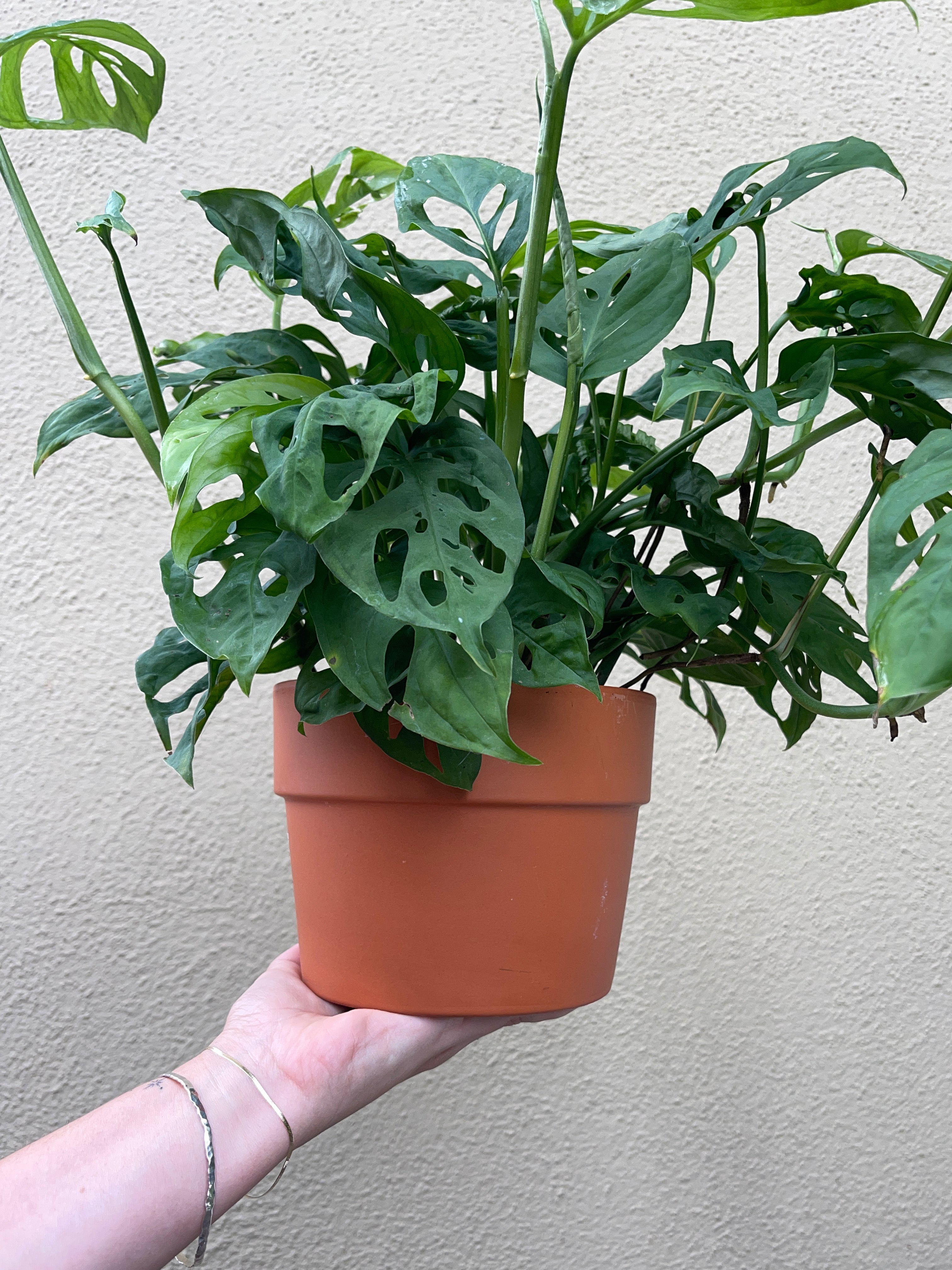 monstera-adansonii-bracelets