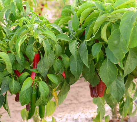 Hatch Chiles in the Field