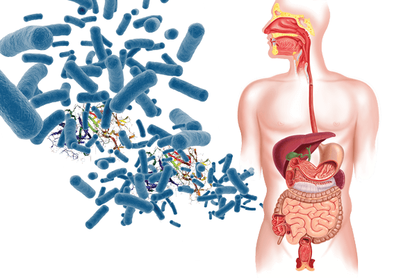 adrenal glands